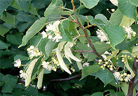 Так выглядит липа